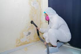 Why You Should Choose Our Mold Remediation Services in Woodway, TX